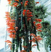 raudonas žiedas Columnea, Skandinavų Gaisro Augalų, Sidabrinis Karosas Vynmedis  Kambariniai augalai nuotrauka