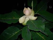 baltas žiedas Magnolija (Magnolia) Kambariniai augalai nuotrauka