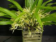 gul Blomst Kokos Pie Orkide (Maxillaria) Potteplanter bilde