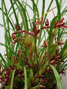 koyu kırmızı çiçek Hindistan Cevizi Pasta Orkide (Maxillaria) Ev bitkileri fotoğraf