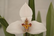 beyaz çiçek Hindistan Cevizi Pasta Orkide (Maxillaria) Ev bitkileri fotoğraf