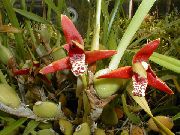 წითელი ყვავილების ქოქოსის ტორტი ორქიდეა (Maxillaria) სახლი მცენარეთა ფოტო