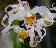 valge Lill Tiiger Orchid, Maikelluke Orhidee (Odontoglossum) Toataimed foto