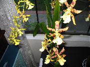 kollane Lill Tiiger Orchid, Maikelluke Orhidee (Odontoglossum) Toataimed foto