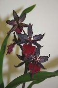 κόκκινο κρασί λουλούδι Τίγρης Ορχιδέα, Κρίνος Της Κοιλάδας Ορχιδέα (Odontoglossum) φυτά εσωτερικού χώρου φωτογραφία