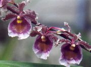 mor çiçek Dans Bayan Orkide, Cedros Arı, Leopar Orkide (Oncidium) Ev bitkileri fotoğraf