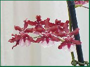 sarkans Zieds Deju Lady Orhideja, Cedros Bišu, Leopards Orhideja (Oncidium) Telpaugi foto