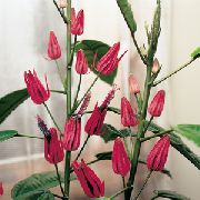 Pavonia ყვავილების ვარდისფერი