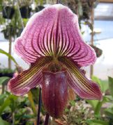 Střevíčník Orchideje Květina nachový