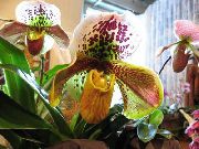 geel Bloem Pantoffel Orchideeën (Paphiopedilum) Kamerplanten foto