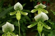 verde Flor Slipper Orchids (Paphiopedilum) Plantas de Casa foto