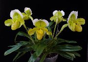 жълт Цвете Чехъл Орхидеи (Paphiopedilum) Стайни растения снимка