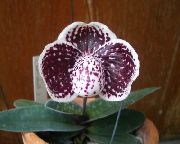 vinný Květina Střevíčník Orchideje (Paphiopedilum) Pokojové rostliny fotografie