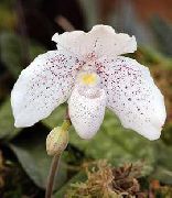 Toffel Orkidéer Blomma vit