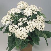 бял Pentas, Звезда Цвете, Звезден Куп (Pentas lanceolata) Стайни растения снимка