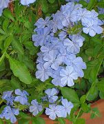 светло синьо Цвете Leadworts (Plumbago) Стайни растения снимка
