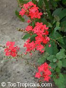 rood Bloem Leadworts (Plumbago) Kamerplanten foto