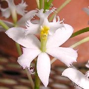 weiß Blume Knopf Orchidee (Epidendrum) Zimmerpflanzen foto
