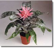 rosa Blomma Silver Vas, Urna Växt, Drottning Av Ananasväxter (Aechmea)  foto