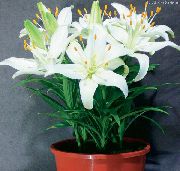 白 花 百合 (Lilium) 室内植物 照片