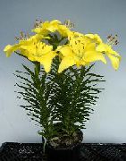 Lilium ყვავილების ყვითელი