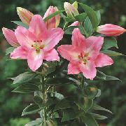 Lilium ყვავილების ვარდისფერი