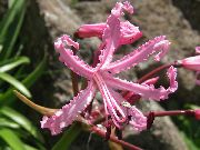 bleikur Blóm Guernsey Lily (Nerine) Stofublóm mynd
