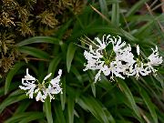 Guernsey Zambak çiçek beyaz