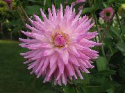 Dahlia Blomst rosa