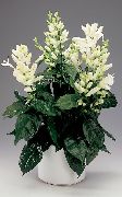 branco Flor White Candles, Whitefieldia, Withfieldia, Whitefeldia (Whitfieldia) Plantas de Casa foto
