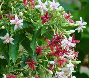 vit Blomma Rangoon Ranka (Quisqualis) Krukväxter foto
