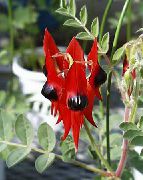 Νύχι Αστακό, Ράμφος Του Παπαγάλου λουλούδι κόκκινος