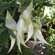 baltas žiedas Omaras Letena, Papūga Snapas (Clianthus) Kambariniai augalai nuotrauka