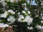 alb Floare Mirt (Myrtus) Oală Planta fotografie