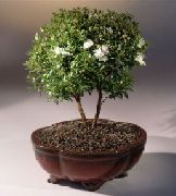 ホワイト フラワー ギンバイカ (Myrtus) 観葉植物 フォト
