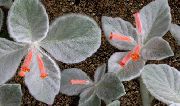 червоний Квітка Рехштейнерія (Rechsteineria) Кімнатні рослини фото