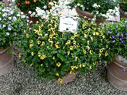 ウィッシュボーンの花、レディーススリッパ、ブルーウイング フラワー 黄