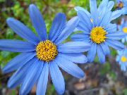 Blue Daisy Květina světle modrá