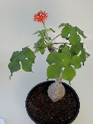 Peregrina, Gicht Pflanze, Guatemaltekische Rhabarber Blume rot