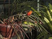 oranžový Květina Borová Šiška Bromeliad (Acanthostachys) Pokojové rostliny fotografie