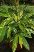 ақ Гүл Alypiniya (Alpinia) Үй Өсімдіктер фото