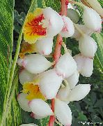 Κόκκινο Τζίντζερ, Κέλυφος Τζίντζερ, Ινδική Τζίντζερ λουλούδι λευκό