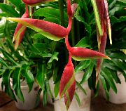 红 花 龙虾爪， (Heliconia) 室内植物 照片