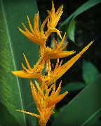yellow Flower Lobster Claw,  (Heliconia) Houseplants photo