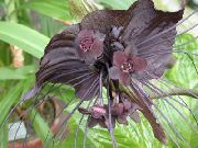 褐色 蝙蝠头百合，花蝙蝠，魔鬼花 (Tacca) 室内植物 照片