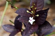 комнатные цветы Эрантемум Eranthemum nigrum