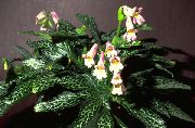 粉红色 花 唇柱苣 (Chirita) 室内植物 照片