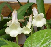 blanco Flor Chirita  Plantas de interior foto