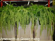 Amaranthus, Kærlighed-Løgne-Blødning, Kiwicha Blomst grøn