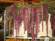 clarete Flor Amaranthus, Love-Lies-Bleeding, Kiwicha (Amaranthus caudatus) Plantas de Casa foto